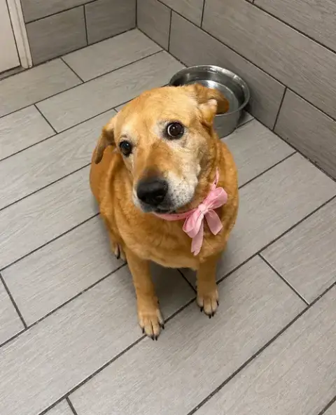 Chula