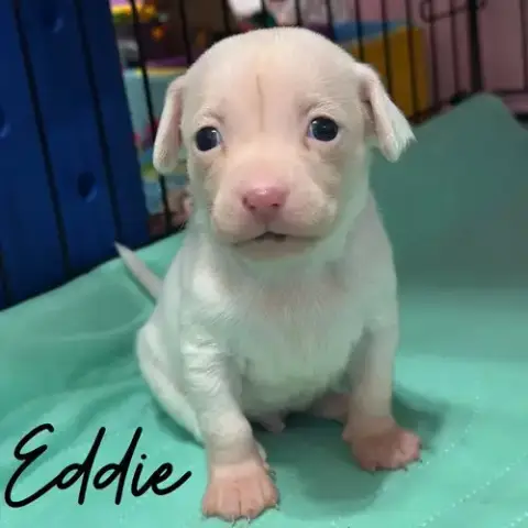 Eddie