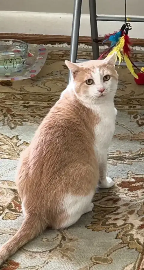 Dusty The Hunk