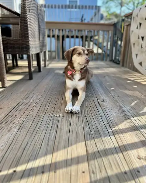 Zena