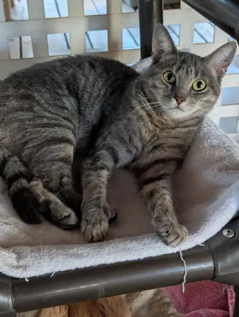 Freya