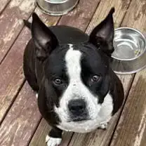 Roxie photo 3