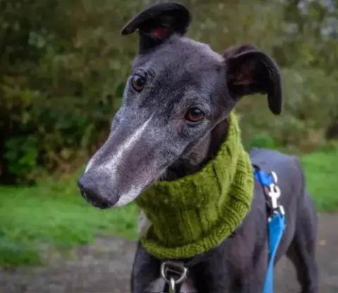 Alfie photo 3