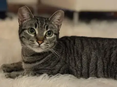 Tiger photo 2