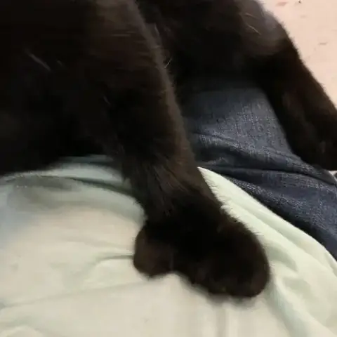 Mitty Kitty photo 3