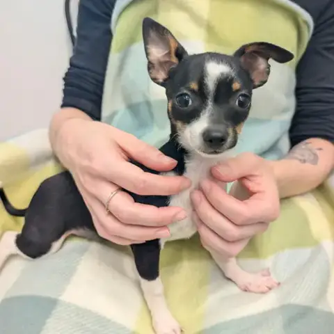 Petunia