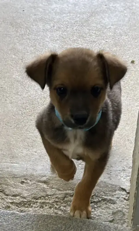 Naomi 9 Weeks Available 5/6