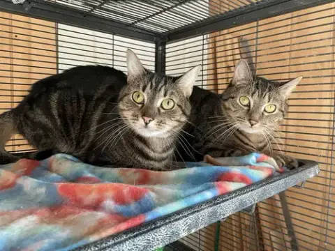 Noodle Bonded With Cuddles photo 2