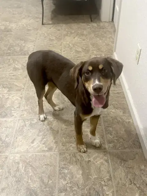 Mocha