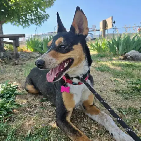 Janie