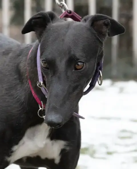Nelly photo 2
