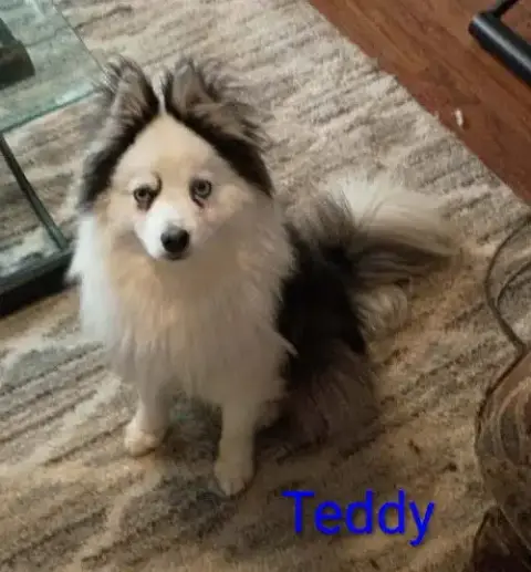 Teddy photo 4