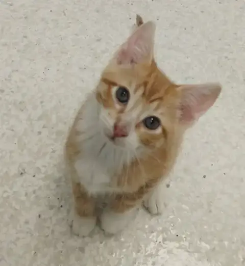 Harper