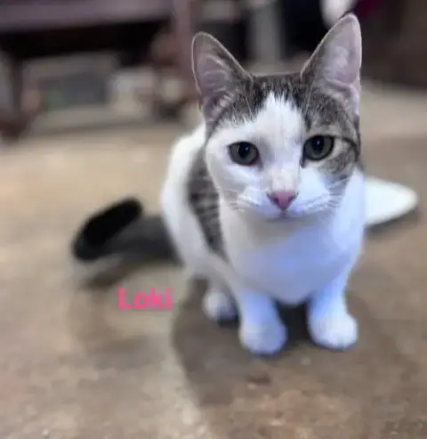 Loki: Not At Shelter photo 4