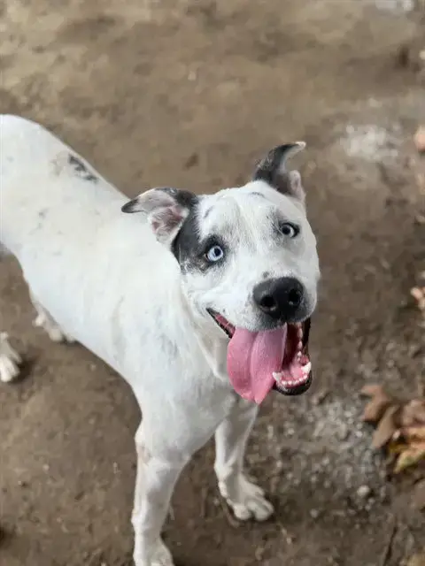 Dakota