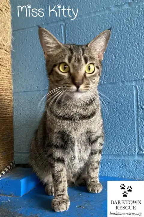 Miss Kitty photo 2