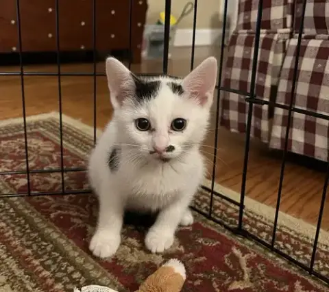 Jean'S Aria Kitten