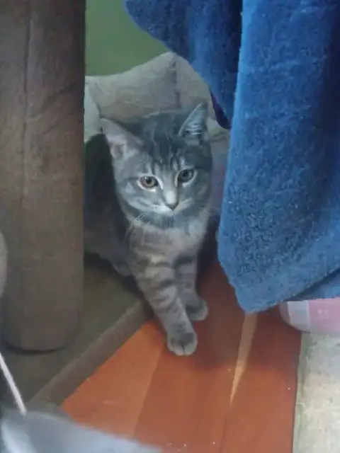 Gracie