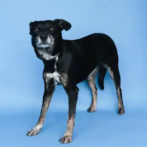 Doja