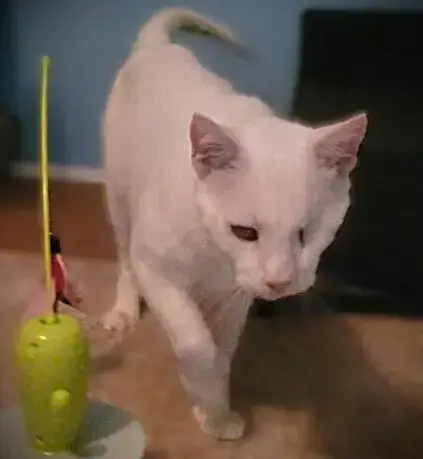 Casper photo 3