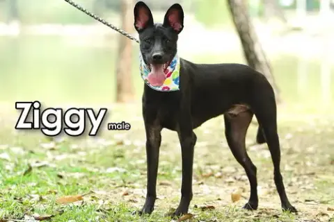 Ziggy From Taiwan photo 3