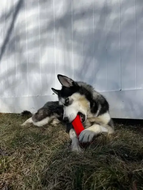Kira photo 5