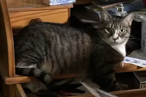Baby The Sweet Tabby photo 2