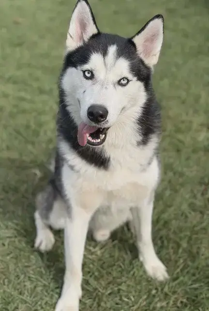Koda