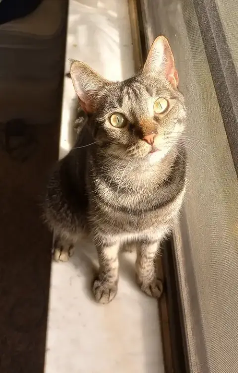 Minnie