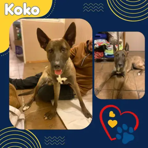 Koko photo 3