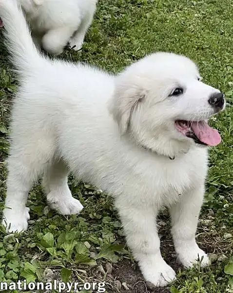 Connecticut Dog Foster Homes Needed! photo 3