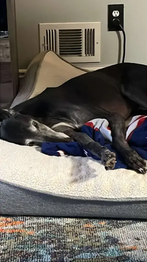 Pj