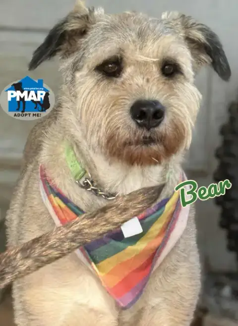 Bear photo 2