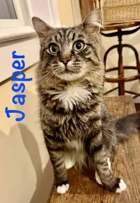 Jasper photo 4