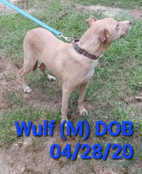 Wulf photo 3