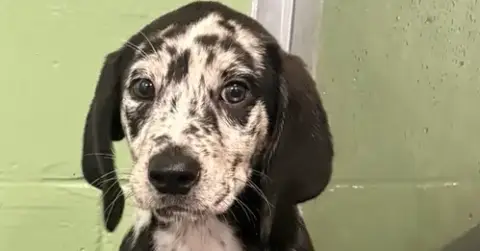 Ivy