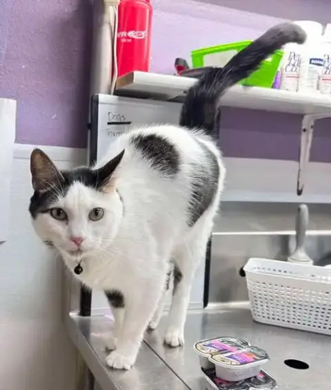 Meowboy
