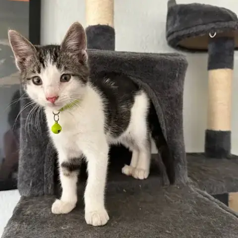 Kelly Cat photo 2