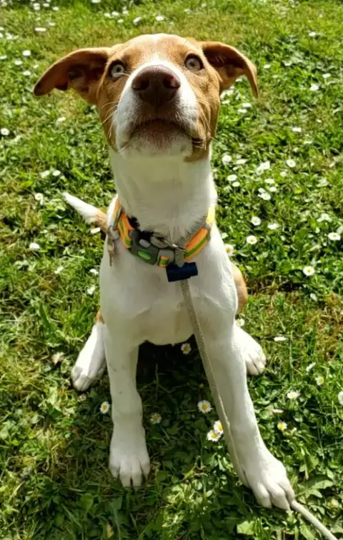 Mango photo 2