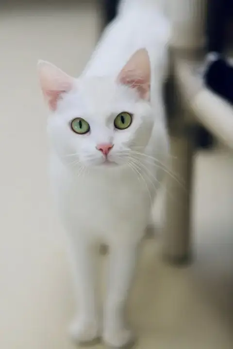 Vixie