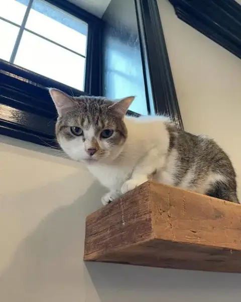 Fiona
