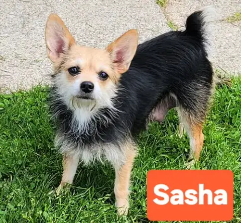 Sasha