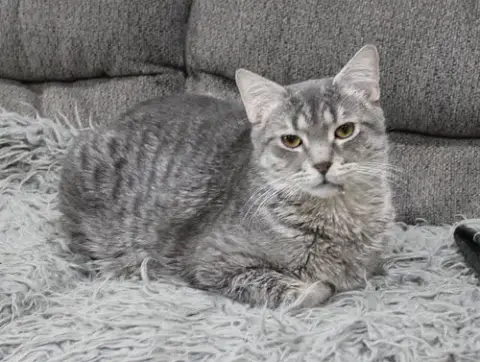 Cupid