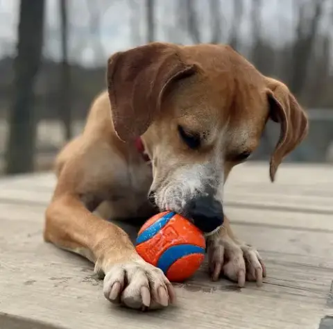 Sampson photo 2