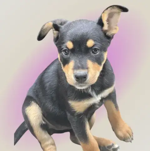 Daphne