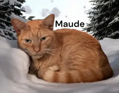 Maude photo 3