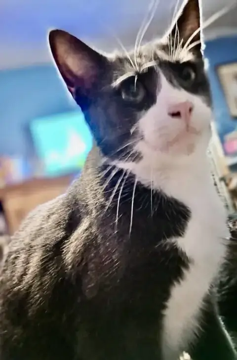 Mateo
