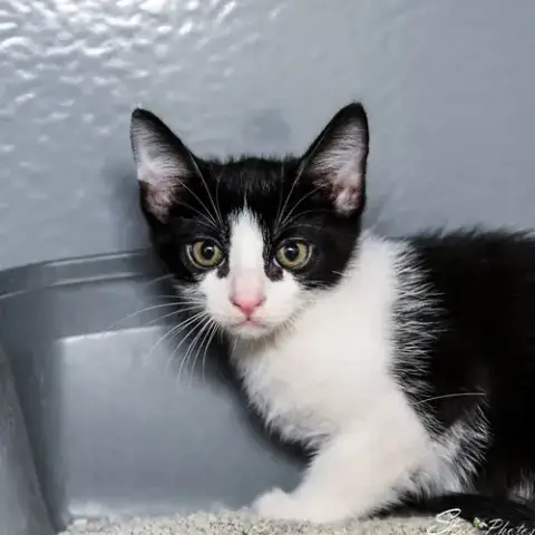 Mateo