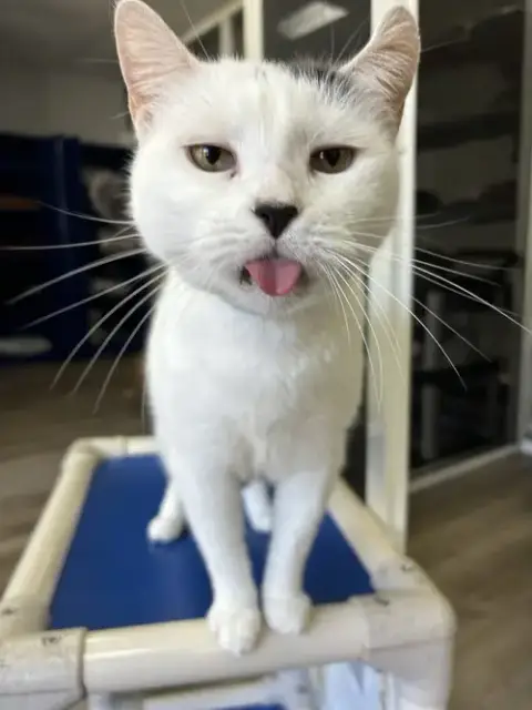 Bt