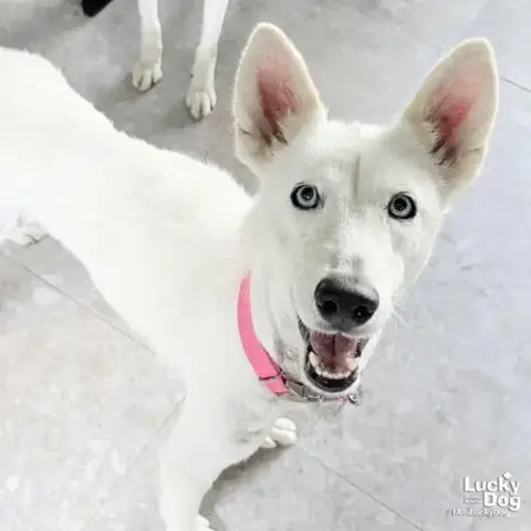 Lilyanne